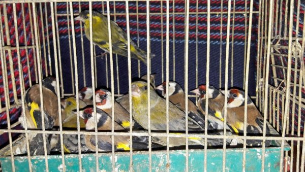 МИЛИОН ПТИЦА ГОДИШЊЕ БУДЕ УБИЈЕНО ИЛИ УХВАЋЕНО НА МЕДИТЕРАНУ: Упозорење стручњака на опасности за селице